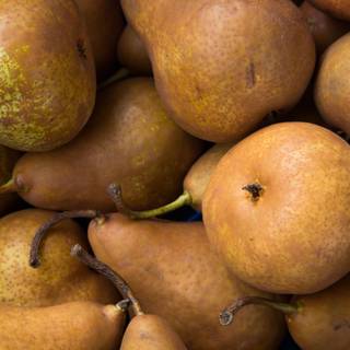Pear fruit wallpaper