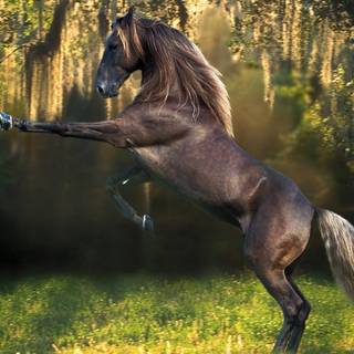 Pretty palominos wallpaper