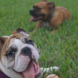 Bulldogs and boxers wallpaper