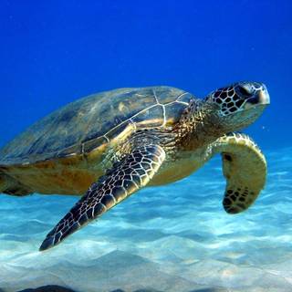 Loggerhead sea turtle wallpaper