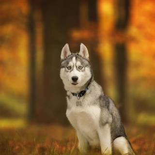 All dogs 4k wallpaper