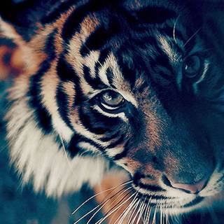 Tiger aesthetic wallpaper