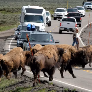 Yellowstone trucks wallpaper