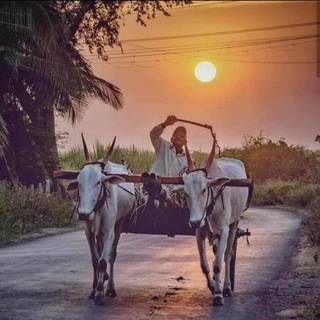 Bullock cart wallpaper