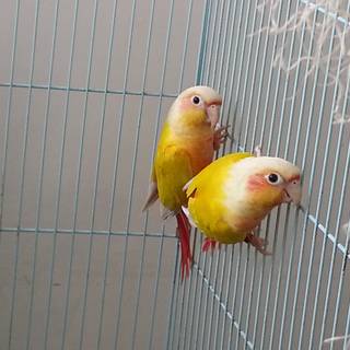 American Dilute Green-Cheeked Conure wallpaper