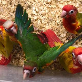 American Dilute Green-Cheeked Conure wallpaper