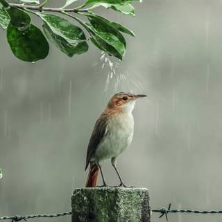 Rain 4k PC wallpaper