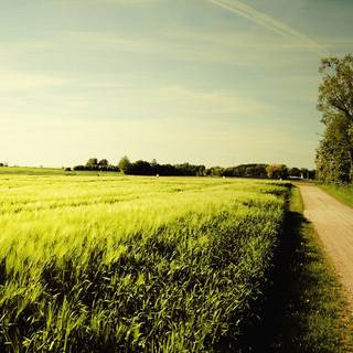 Country summer day wallpaper