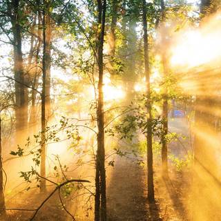 Wood summer wallpaper