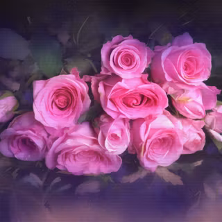 Pink 4k rose wallpaper