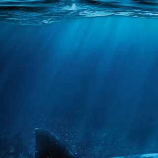 The Shallows wallpaper