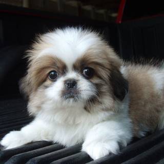 Shih Tzu Mix wallpaper