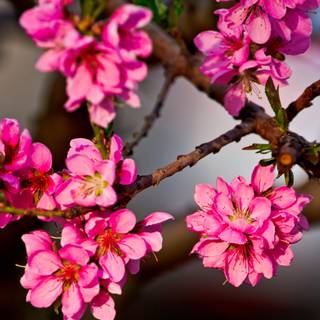 Flowering tree wallpaper