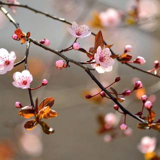 Flowering tree wallpaper