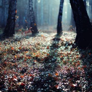 Forest floor wallpaper