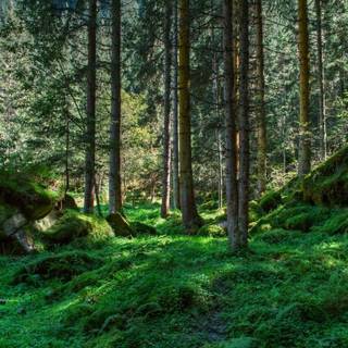 Forest floor wallpaper