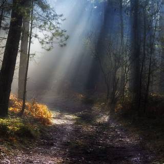 Forest floor wallpaper