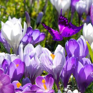 Bright spring flower wallpaper