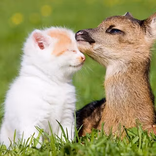 Kawaii deer girl wallpaper