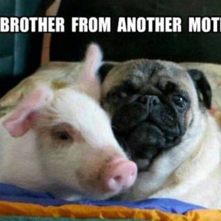 Piggy and Pug wallpaper