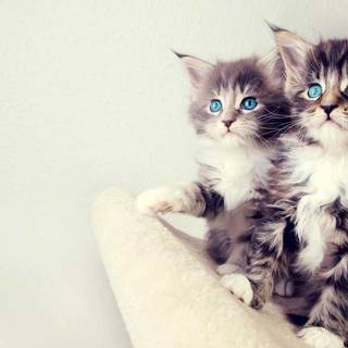 Adorable cats wallpaper