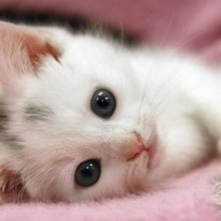 Adorable cats wallpaper