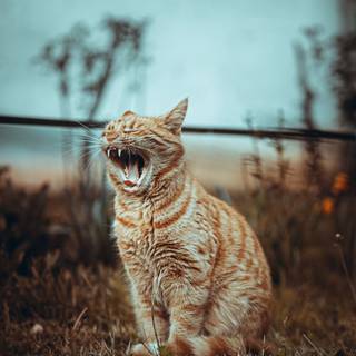 Cat yawning wallpaper