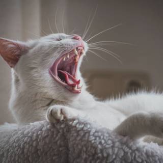 Cat yawning wallpaper