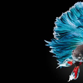 Fish 4k PC wallpaper