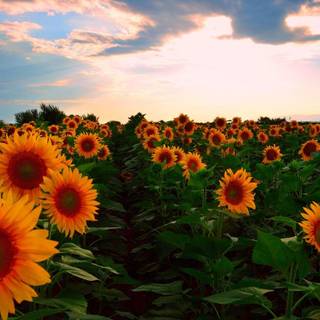 Sunflowers summer wallpaper