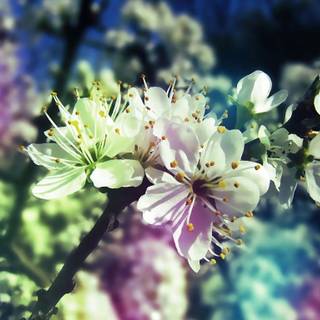 Spring colorful wallpaper