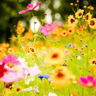 Spring colorful wallpaper