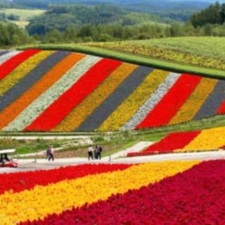 Shikisai No Oka flower garden wallpaper