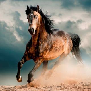 Wild horse wallpaper