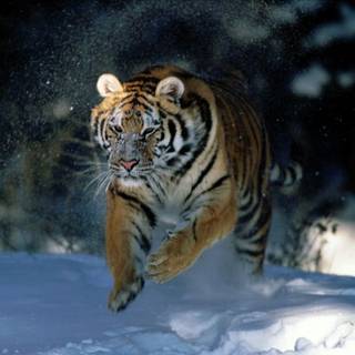 South China tiger wallpaper
