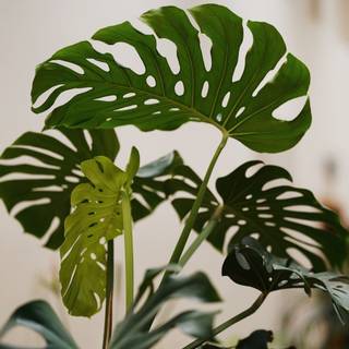 Monstera leaves wallpaper