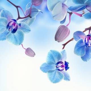 Blue white 4k wallpaper