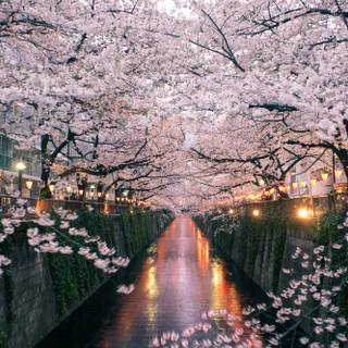 Summer Cherry Blossom wallpaper