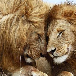 Lion love wallpaper