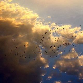 Summer flying wallpaper