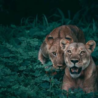 Wild life 4k wallpaper