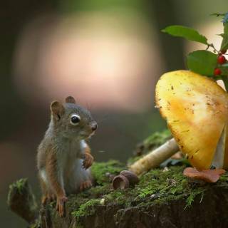 Mushroom animals wallpaper