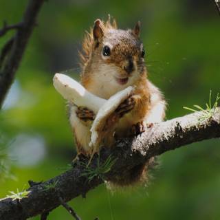 Mushroom animals wallpaper
