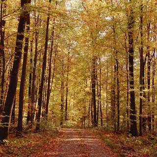 Anime early spring wallpaper