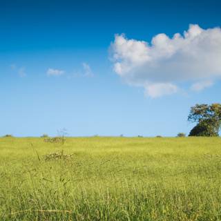 4k pasture wallpaper