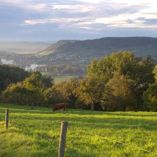 4k pasture wallpaper