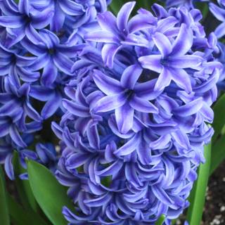 Hyacinths wallpaper