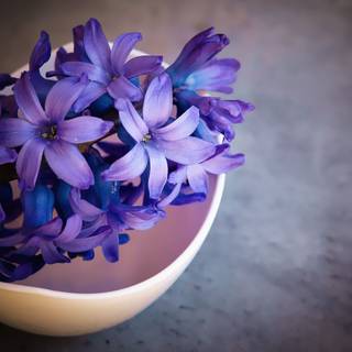 Hyacinths wallpaper