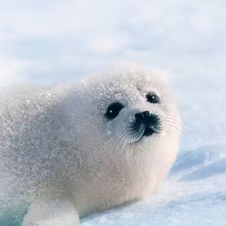 Cute seal wallpaper