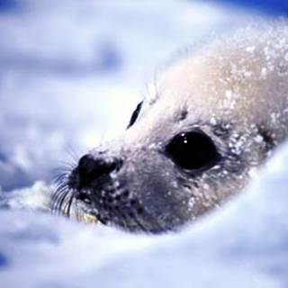 Cute seal wallpaper